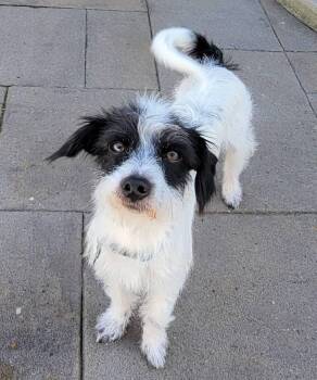 Everest -  Terrier Dog for Adoption in Eugene, Oregon - Everest | PetCurious