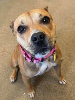Gorgeous -  Pit Bull Terrier Dog for Adoption in Cleveland, Ohio - Gorgeous | PetCurious