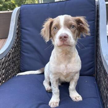 NY Pooh Avail Jul 25 (4H Putnam County Fair Carmel NY) -  Australian Shepherd and Mixed Breed Dog for Adoption in Eastford, Connecticut - NY Pooh Avail Jul 25 (4H Putnam County Fair Carmel NY) | PetCurious