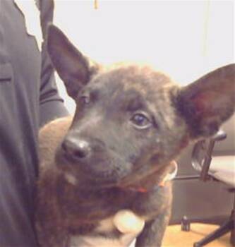 Rescue Belgian Shepherd Malinois Dogs for Adoption in Sacramento, California - HOLDEN | PetCurious