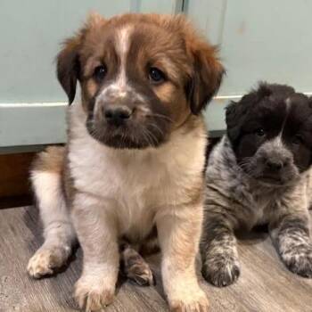 Cattle Dog Dogs Available for Adoption in Prescott, Arizona - Pascal | PetCurious