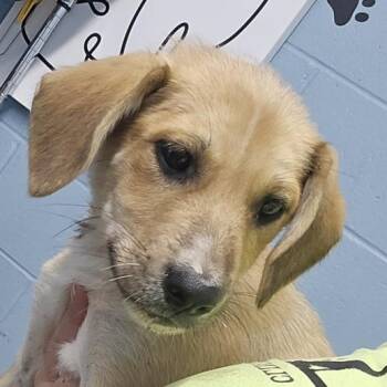 Cucumber -  Mixed Breed Dog for Adoption in New York, New York - Cucumber | PetCurious