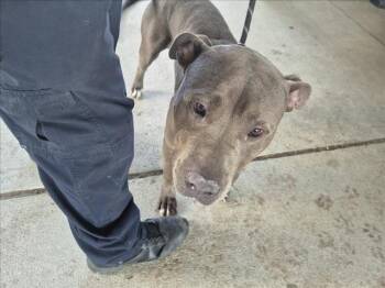 Rescue Pit Bull Terrier and Mixed Breed Dogs for Adoption in Texas City, Texas - DOLLAR | PetCurious