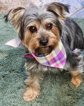 Bonnie -  Yorkshire Terrier Dog for Adoption in Dallas, Texas - Bonnie | PetCurious
