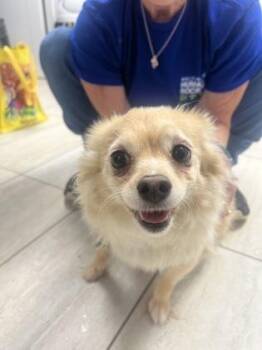 Australian Shepherd Dogs Available for Adoption in Reisterstown, Maryland - Kody | PetCurious
