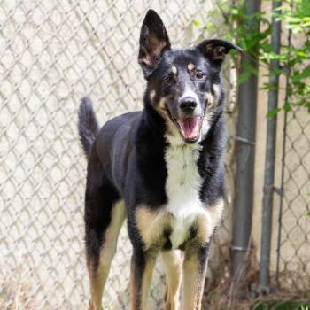 Mixed Breed Dogs Available for Adoption in Cartersville, Georgia - Pesto | PetCurious