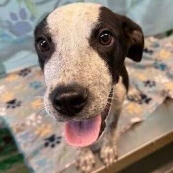 Feist and Australian Cattle Dog Blue Heeler Dogs Available for Adoption in Hattiesburg, Mississippi - Blizzard | PetCurious