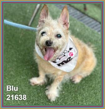 BLU (see also TOBY) -  Terrier and Chihuahua Dog for Adoption in Marietta, Georgia - BLU (see Also TOBY) | PetCurious