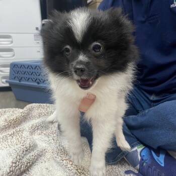 Martin -  Pomeranian Dog for Adoption in Dayton, Ohio - Martin | PetCurious