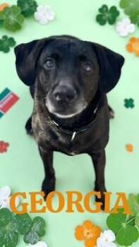 Mixed Breed Dogs Available for Adoption - Georgia  | PetCurious