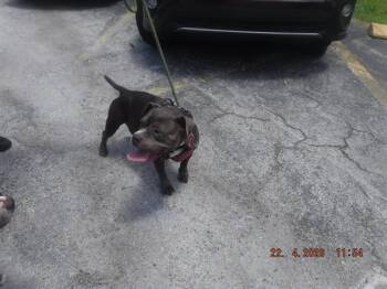 Terrier and Mixed Breed Dogs Available for Adoption in Doral, Florida - CLARA | PetCurious