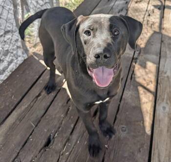 Labrador Retriever Dogs Available for Adoption in Manchester, Connecticut - Bennett | PetCurious