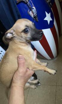 Milo -  Chihuahua Dog for Adoption in Floral Park, New York - Milo | PetCurious