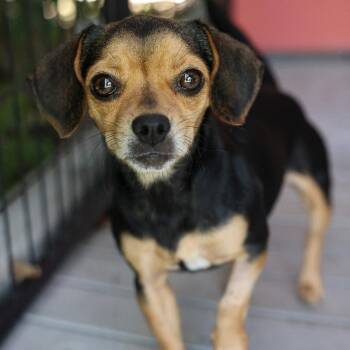 Missy -  Miniature Pinscher and Chihuahua Dog for Adoption in Bradenton, Florida - Missy | PetCurious