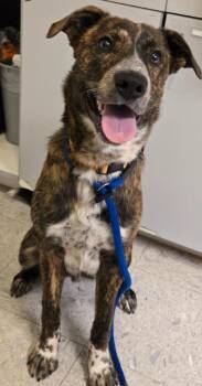 Mountain Cur Dogs Available for Adoption in Sandusky, Ohio - Eldon | PetCurious