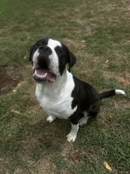 Zeus -  Saint Bernard Dog for Adoption in Osage Beach, Missouri - Zeus | PetCurious