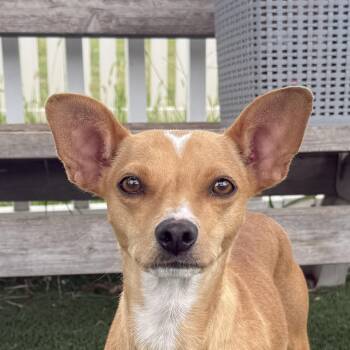 Bambina -  Chihuahua Dog for Adoption in Auburn, Nebraska - Bambina | PetCurious