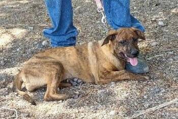 Rescue Labrador Retriever Dogs for Adoption in Golden Valley, Arizona - Brea | PetCurious