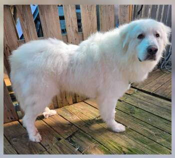 Great Pyrenees Dogs Available for Adoption - Mary Poppins | PetCurious