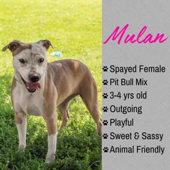 Mulan -  Pit Bull Terrier Dog for Adoption in Junction City, Kansas - Mulan | PetCurious
