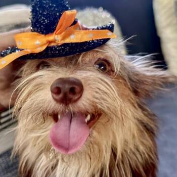 Kit -  Terrier and Mixed Breed Dog for Adoption in Wake Forest, North Carolina - Kit | PetCurious