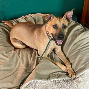 Rescue Pit Bull Terrier Dogs for Adoption in Austin, Texas - Chook AKA Chaz JuM | PetCurious