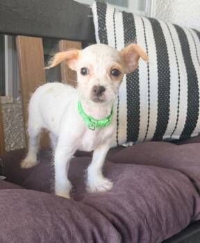 Percy -  Poodle and Jack Russell Terrier Dog for Adoption in Henderson, Nevada - Percy | PetCurious