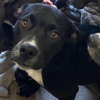 Labrador Retriever Dogs Available for Adoption in Hinesville, Georgia - Mag | PetCurious