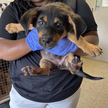 Lolly -  Retriever and Shepherd Dog for Adoption in Birmingham, Alabama - Lolly | PetCurious