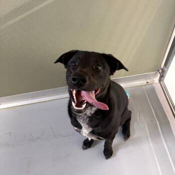 Bear -  Mixed Breed Dog for Adoption in Spokane, Washington - Bear | PetCurious