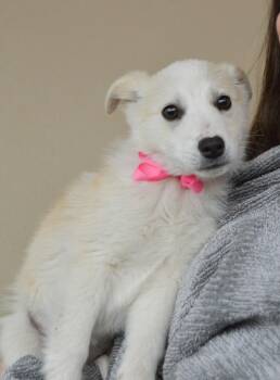 Great Pyrenees Dogs Available for Adoption - Snugglebug | PetCurious