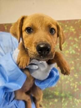 Sandy -  Shepherd and Mixed Breed Dog for Adoption in San Antonio, Texas - Sandy | PetCurious