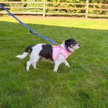 Rodeo -  Parson Russell Terrier and Mixed Breed Dog for Adoption in Woodinville, Washington - Rodeo | PetCurious