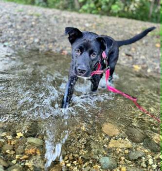 TILLIE -  Mixed Breed Dog for Adoption in Hartford, Vermont - TILLIE | PetCurious