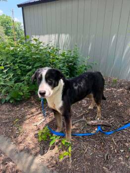 Inky -  Terrier Dog for Adoption in Candler, North Carolina - Inky | PetCurious