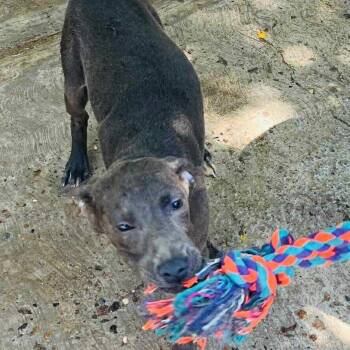 Labrador Retriever and Mixed Breed Dogs Available for Adoption in Calgary, Alberta - Smokey | PetCurious