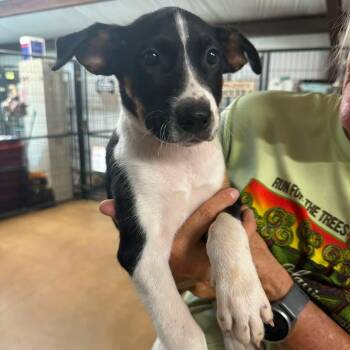 Willie Nelson -  Australian Shepherd Dog for Adoption in Sealy, Texas - Willie Nelson | PetCurious