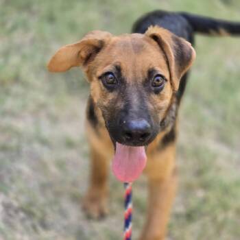 Rasberry -  Retriever and Labrador Retriever Dog for Adoption in Mansfield, Texas - Rasberry | PetCurious