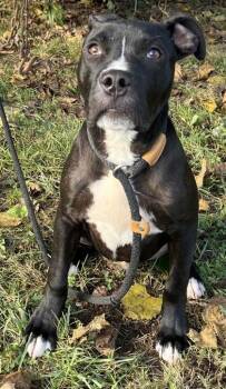 Squash -  Pit Bull Terrier and Mixed Breed Dog for Adoption in New Albany, Indiana - Squash | PetCurious