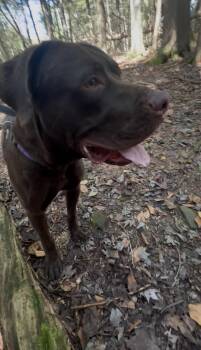 Rescue Chocolate Labrador Retriever and Chesapeake Bay Retriever Dogs for Adoption in Millerstown, Pennsylvania - EAGLES | PetCurious