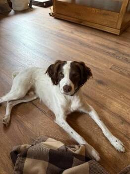 WI/Griff -  Brittany Spaniel Dog for Adoption in Baldwinsville, New York - WI/Griff | PetCurious