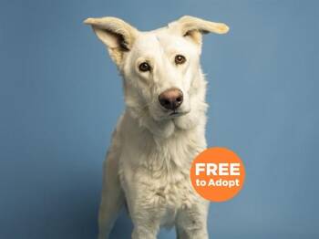 YETI -  German Shepherd Dog Dog for Adoption in Phoenix, Arizona - YETI | PetCurious