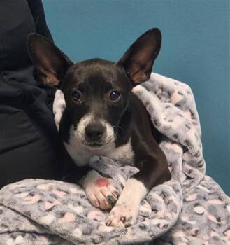 A659038 -  Rat Terrier and Labrador Retriever Dog for Adoption in Houston, Texas - A659038 | PetCurious