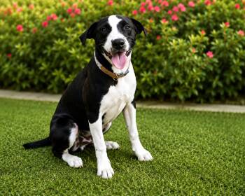 Eclipse -  Labrador Retriever and Mixed Breed Dog for Adoption in Houston, Texas - Eclipse | PetCurious
