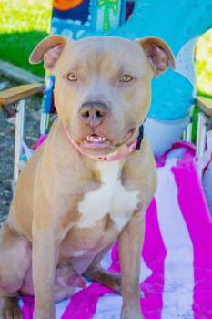 Sunny FKA Nino -  Mixed Breed Dog for Adoption in West Chester, Pennsylvania - Sunny FKA Nino | PetCurious