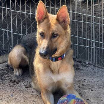 Peaches Caroline -  German Shepherd Dog and Mixed Breed Dog for Adoption in Denver, Colorado - Peaches Caroline | PetCurious