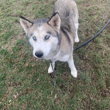 Nana - Medical Foster Needed by 7/26 -  Siberian Husky Dog for Adoption in Kirkland, Washington - Nana - Medical Foster Needed By 7/26 | PetCurious