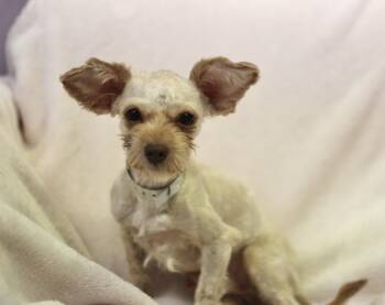 Tennyson in NH. Come Meet our Adoptable Dogs Wednesday-Saturday. -  Maltese Dog for Adoption in Manchester, New Hampshire - Tennyson In NH. Come Meet Our Adoptable Dogs Wednesday-Saturday. | PetCurious