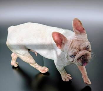 Maja -  French Bulldog Dog for Adoption in Fort Myers, Florida - Maja | PetCurious