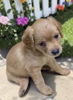 Spaniel and Puggle Dogs Available for Adoption in Los Angeles, California - Periwinkle | PetCurious